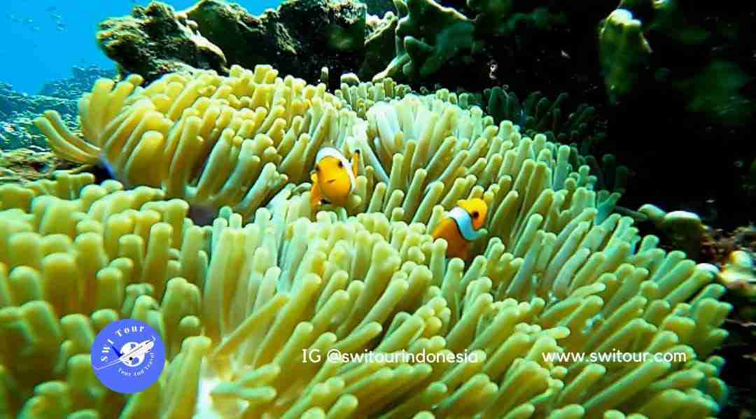 Indonesia Diving: Discover Underwater Wonders