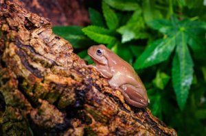 Reptile fogger
