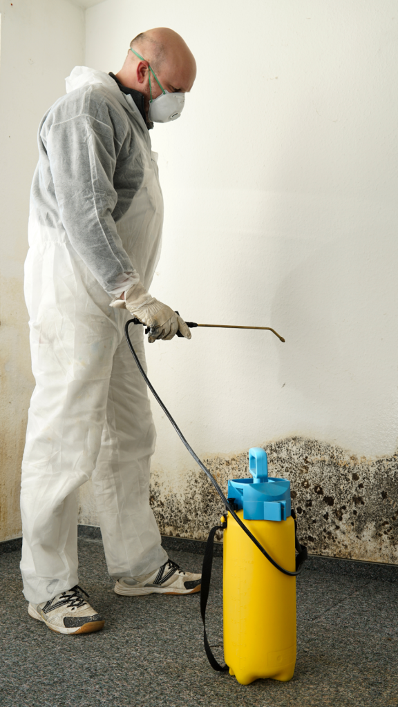 Brighten Your Space: Say Goodbye to Mold with Rainbow Removal Services