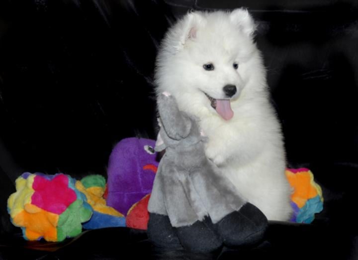 Discover Your Perfect Fluffy Companion: Samoyed Puppies for Sale Near You