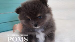 Chocolate and tan Pomeranian