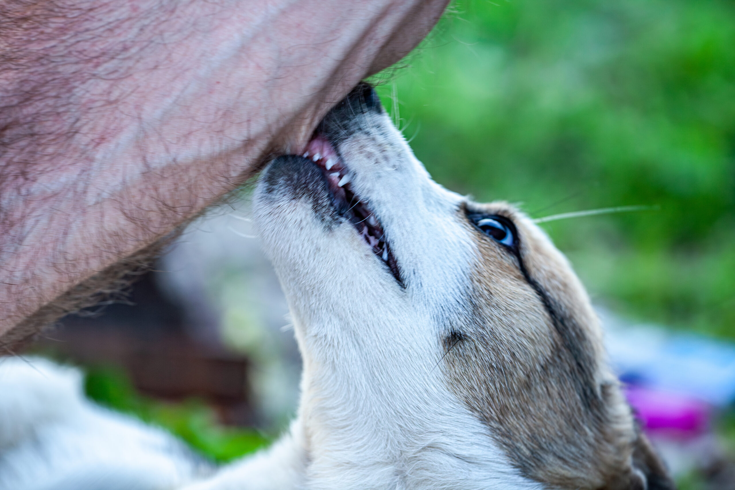 Dog Bite Injuries and Long-Term Effects: Securing Compensati