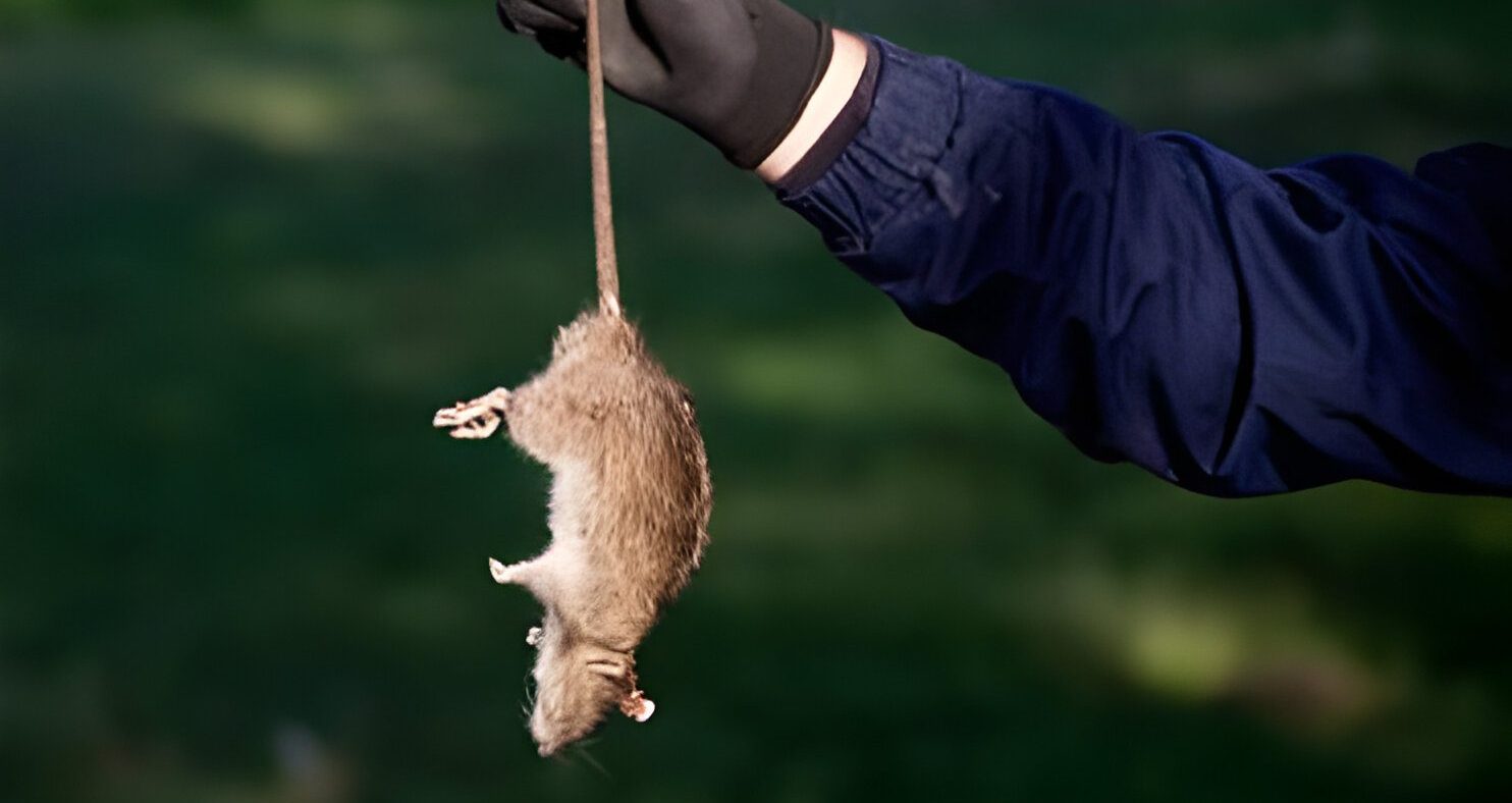 No Rats and Mice – Rodent Pest Control Services Auckland | 24 Hour