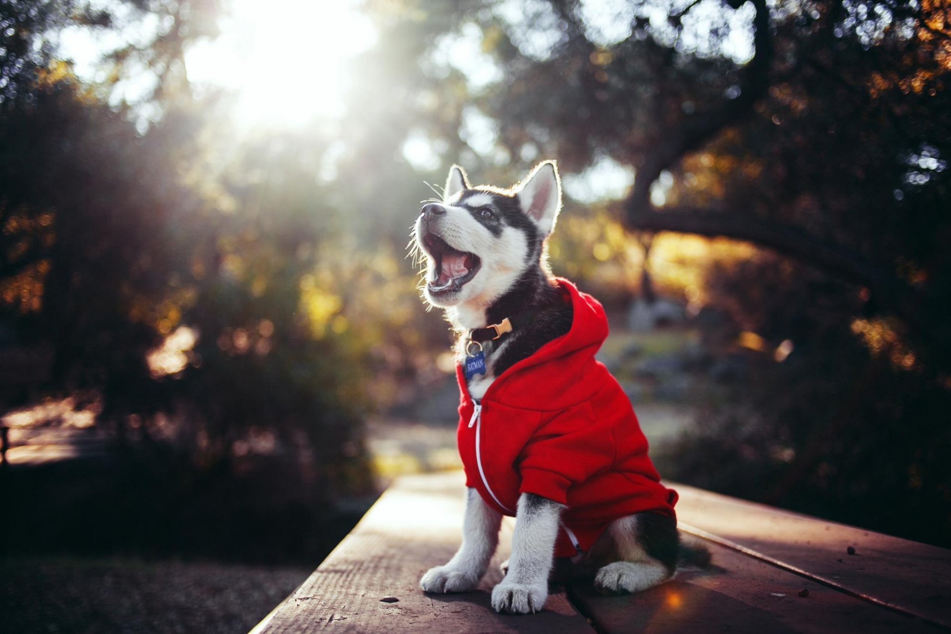 Keep Your Canine Cozy and Stylish with The Dog Face Brand