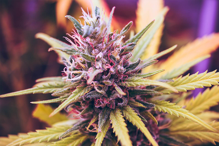 Weed Delivery in San Diego: Effortless Access to Cannabis