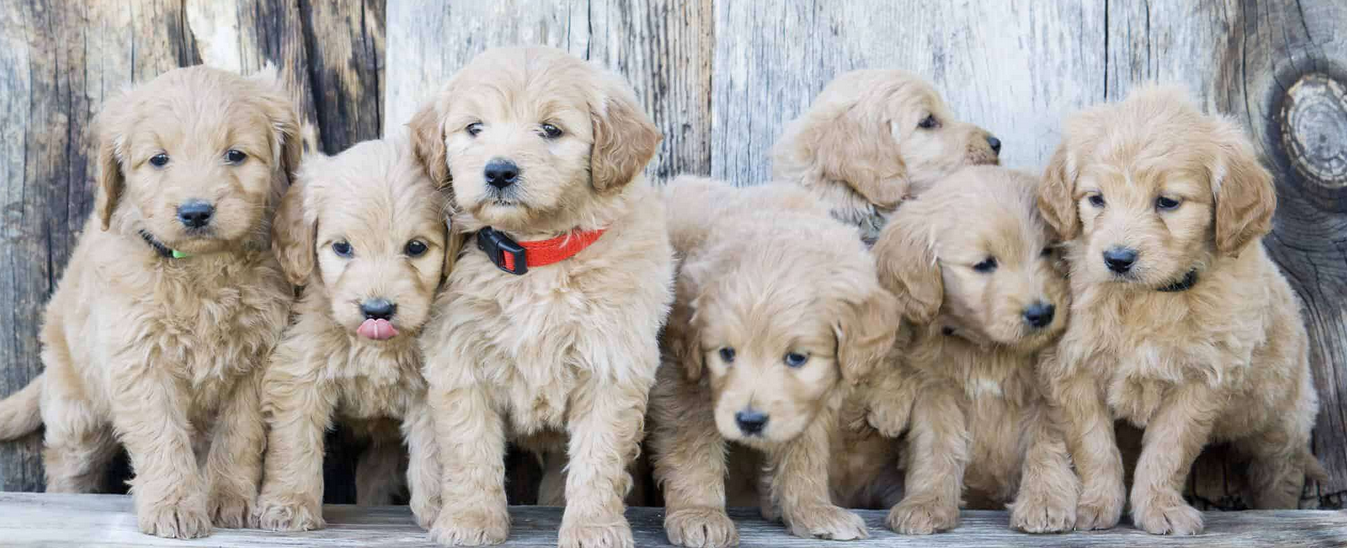 Discover Mini Goldendoodles for Sale Near You and Goldendoodle Puppies for Sale in Lakeland