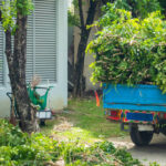 Professional Tree Service: What You Need to Know
