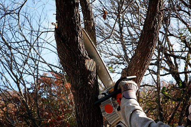 The Essential Guide to Tree Trimming: Expert Tips and Insights