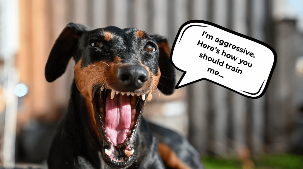 Aggressive Dogs: Understanding, Causes, and Effective Management
