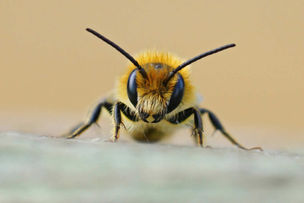 Differences Between a Wasp and a Hornet