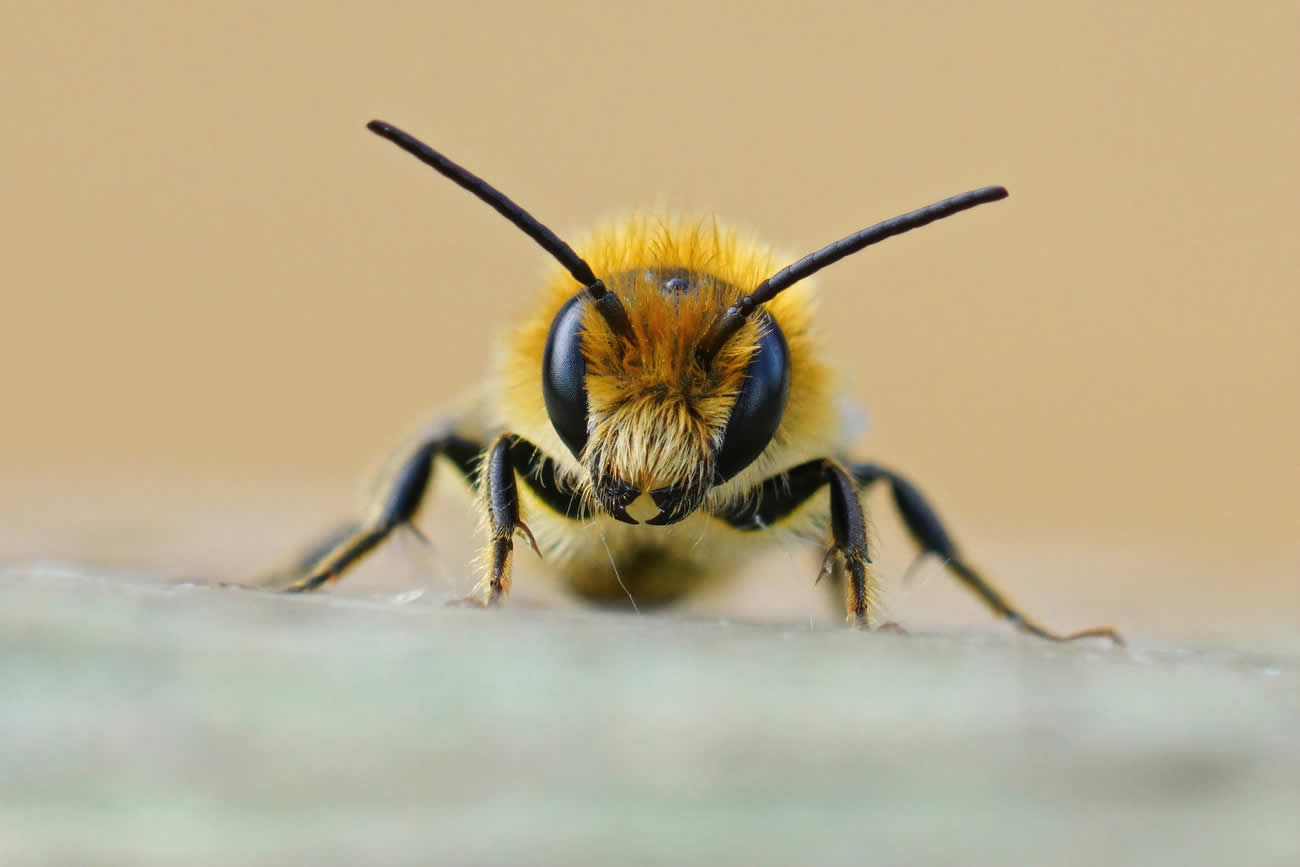 Differences Between a Wasp and a Hornet