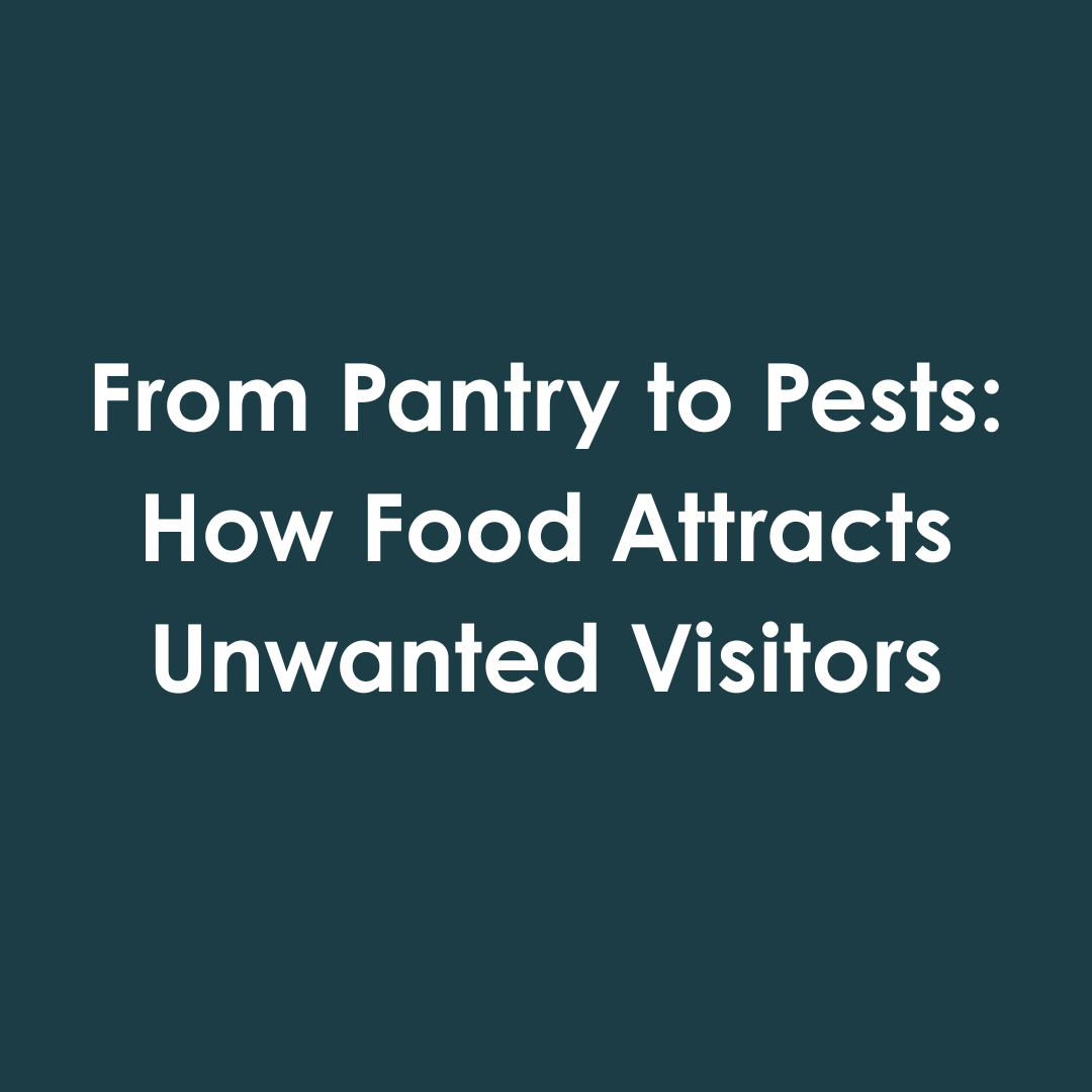 From Pantry to Pests: How Food Attracts Unwanted Visitors