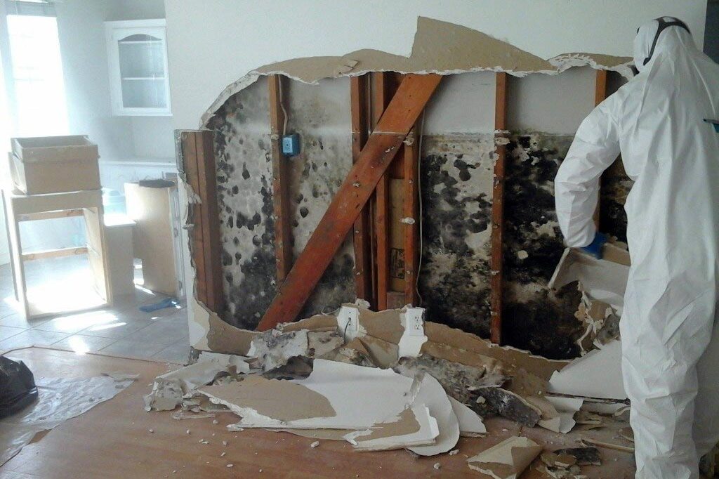 The Health Benefits of Professional Mold Removal: Breathing Easier at Home