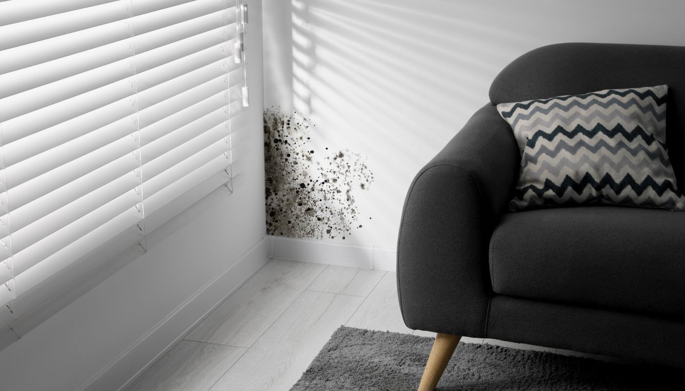 Recognizing and Addressing Toxic Mold in Your Home