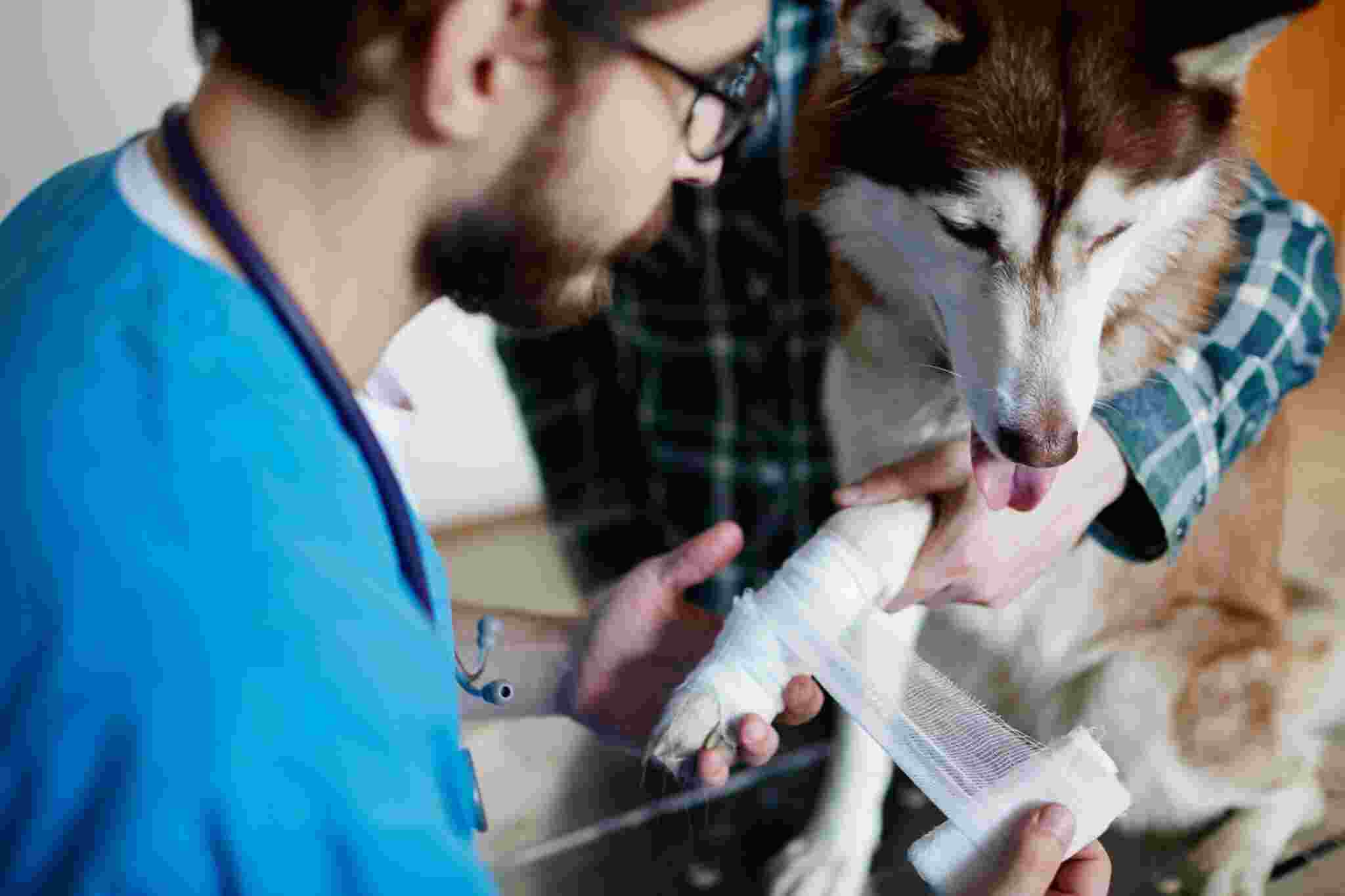 Fractures, Seizures & More: Why an Emergency Veterinarian Service Is Crucial for Pets