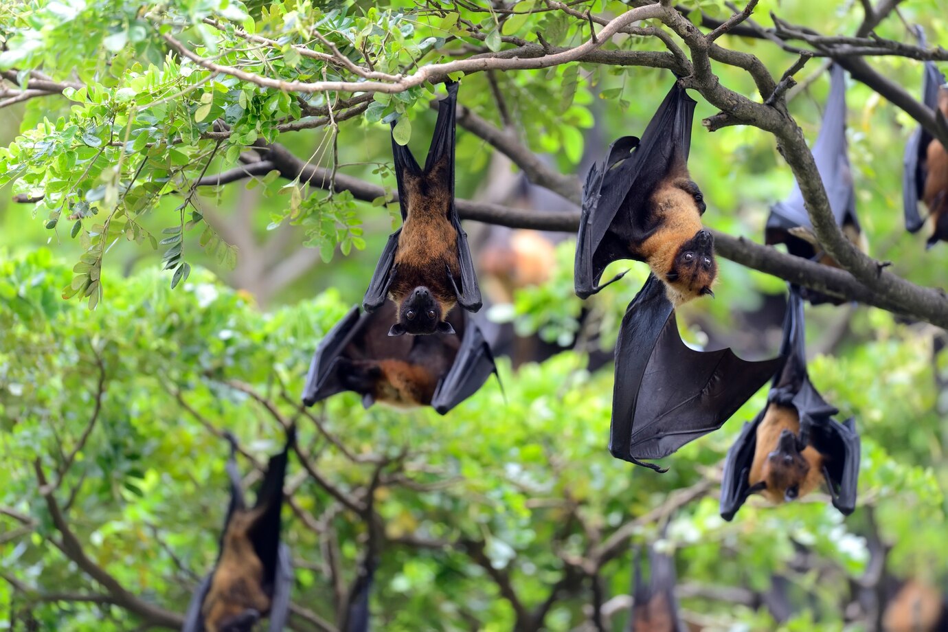 Bat Removal: Why Do Bats Keep Coming to My House?