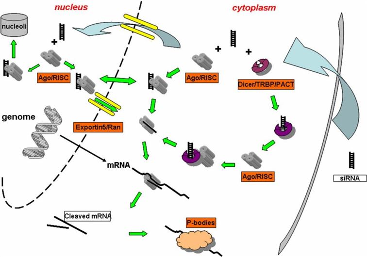 How to Distinguish between siRNA, shRNA, and miRNA