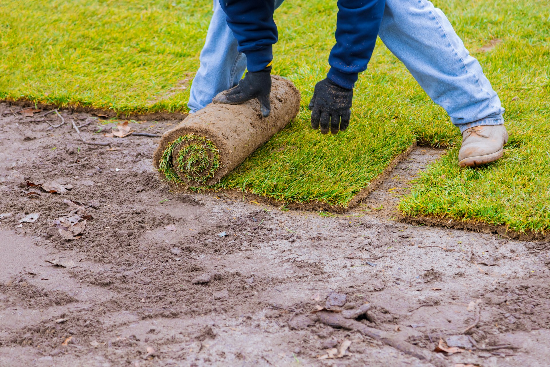 How to Choose the Right Sod Supplier for Your Needs