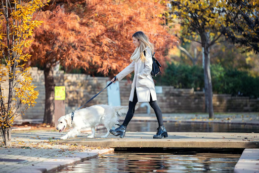 Finding Trustworthy Companions for Your Pet in the Crescent City